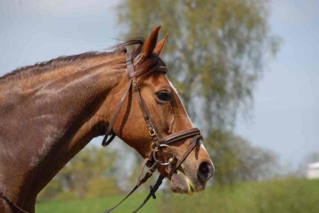 Velvet sucht eine liebe Reitbeteiligung - Reitbeteiligung - Oldenburg
