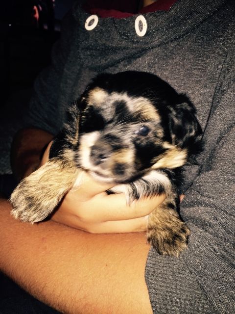 Maltesser - Yorki Welpen  - Hunde - Marktoberdorf