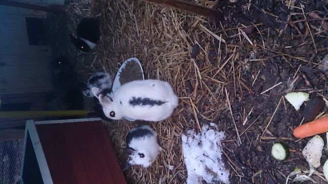 Wir brauchen unbedingt ein liebevolles Zuhause  - Hasen Kaninchen - Hösbach