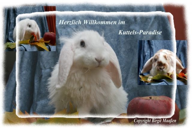 Liebe Zwergwidder in weiss mit blauen Augen dürfen nun ausziehen... - Hasen Kaninchen - Sassenberg