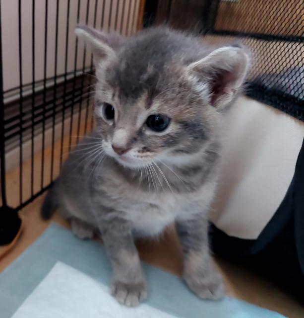 Somali Mix Kitten  - Katzen - Stralsund 