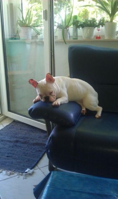 Französische Bulldogge - Hunde - Pater-Delp-str 1