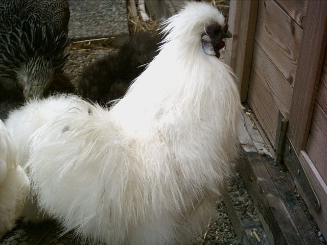 SEIDENHAHN GOCKEL 1 jahre alt zu verkaufen - Nutztiere - Kissing