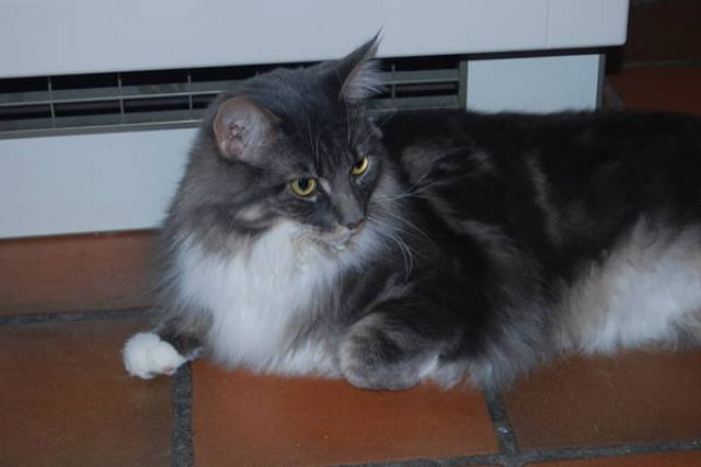 MAIN COON BLUE SILVER TABBY - Katzen - Nürnberg