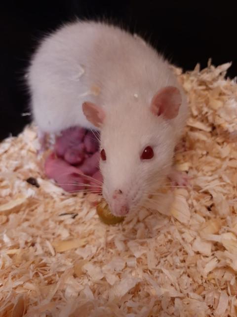 Baby Ratten - Ratten - Rosenheim