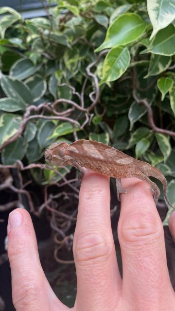 Trioceros cristatus (Kammchamäleon) - Reptilien - Cremlingen