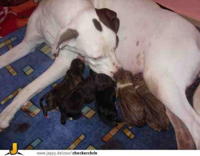 Unsere welpen - Hunde - friedrichstr. 109