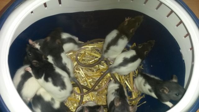 Liebe Rattenmama und Babys DRINGEND zu verkaufen    - Ratten - Mechernich/Satzvey