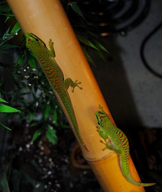 Große Madagaskar Taggeckos  Phelsuma madagascariensis , Jungtiere - Reptilien - Geldern