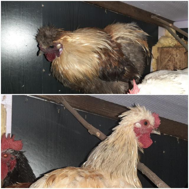 Hahn Hähne Zwergseidenhuhn Chabo Mix Federfüßig jung - Sonstige Nutztiere - Neustadt in Sachsen
