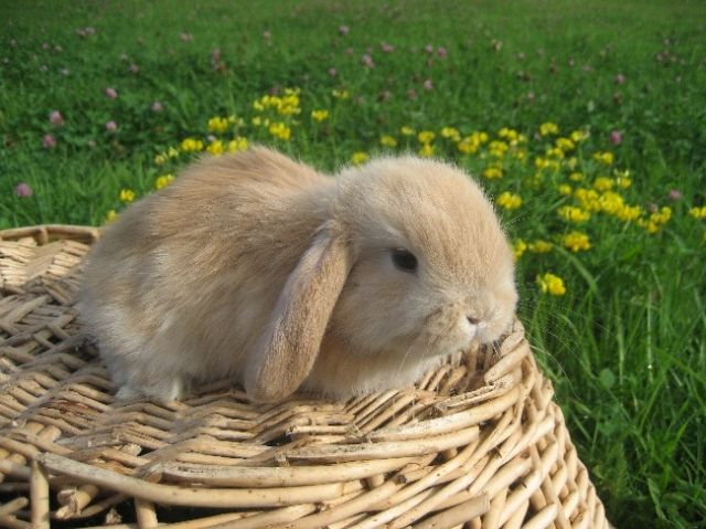 Wunderschöne junge Zwergwidderchen - Hasen Kaninchen - Cham