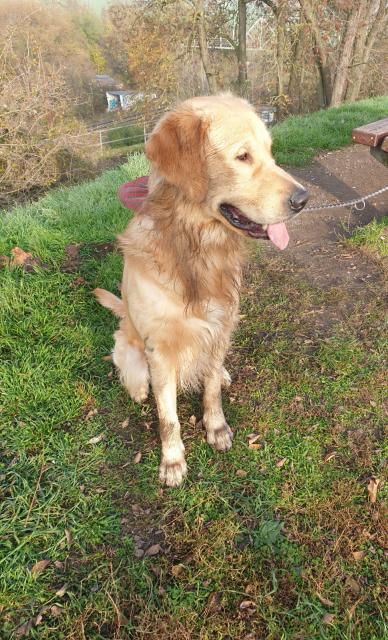 Meinen ehemaligen GR Rüden 3 Jahre alt  - Entlaufen Zugelaufen - Eldena 