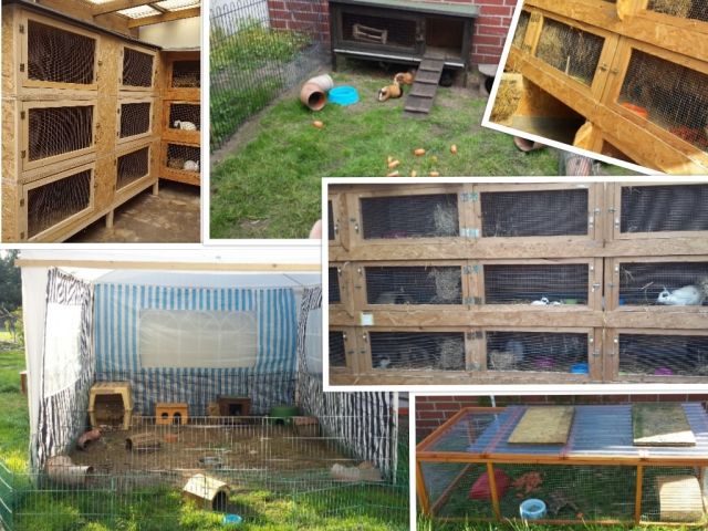 Urlaubbetreuung Kleintiere,Meerschweinchen,Kaninchen,Hamster und co. - Nagetiere Allgemein - Delmenhorst