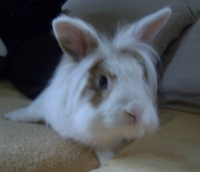 Dringend         - Hasen Kaninchen - Herne