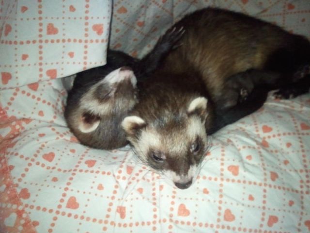 Frettchen, Kastriert   zubehör   Käfig    DRINGEND    - Frettchen - Preußisch Oldendorf