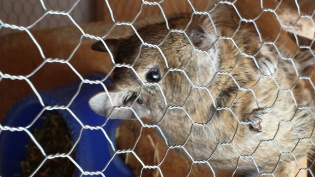 Dringend    Degu Männchen abzugeben - Ratten - Großalmerode