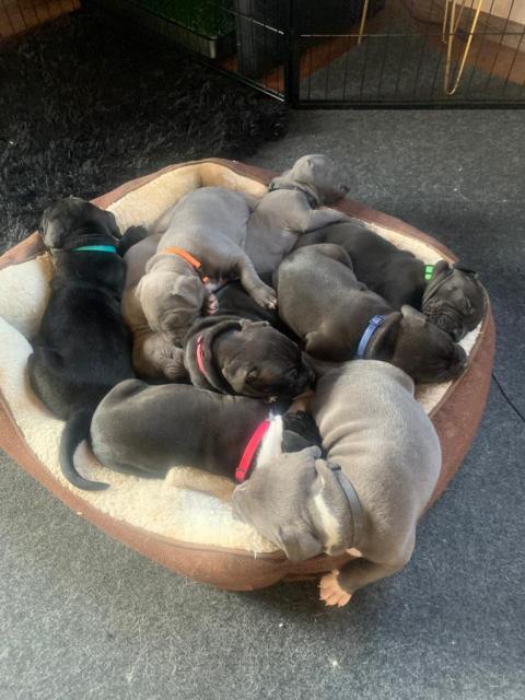 Ame.Staff.pitbull welpen  - Hunde - Königheim 