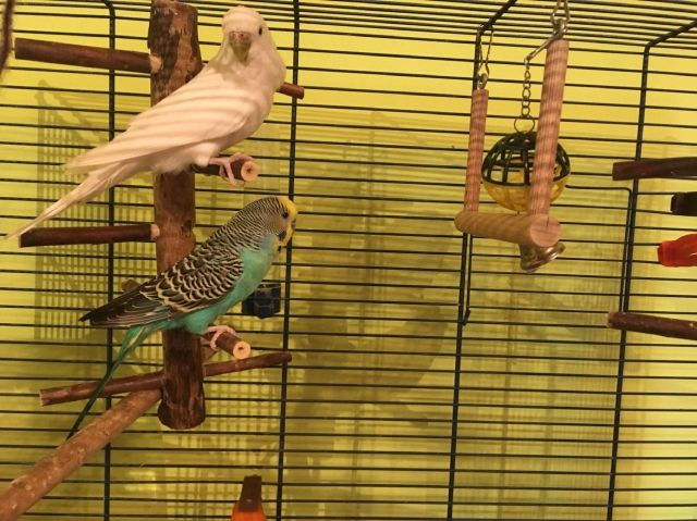 Wellensittiche - Voegel - Bayern - Miesbach