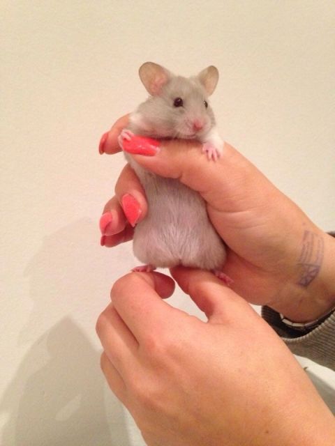 Hamsterbabys aus hochwertiger Zucht ab 19.11.2014 - Hamster - Sindelfingen