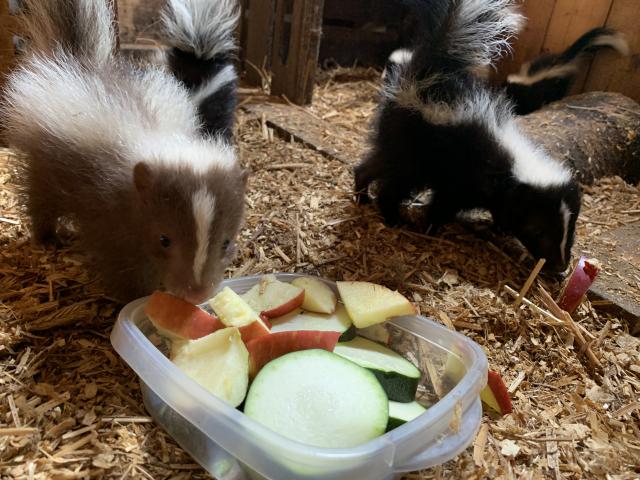 Skunk / Stinktiernachwuchs abzugeben  - Sonstige Haustiere - Kaltenkirchen 
