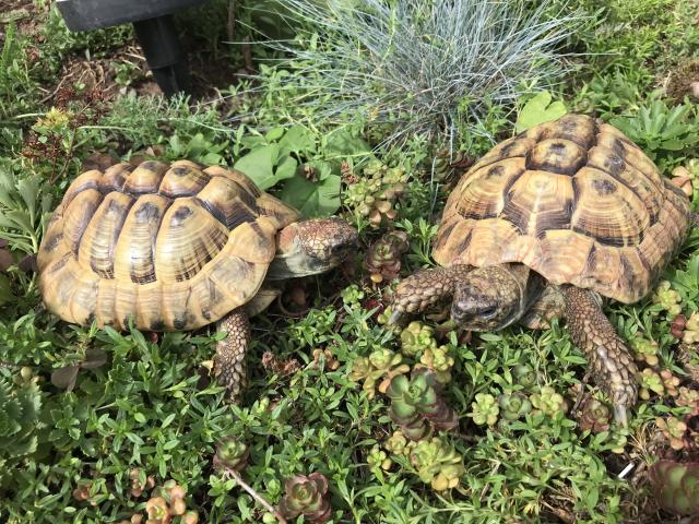 Griechische Landschildkröten mit Papieren  - Reptilien - Schmieh