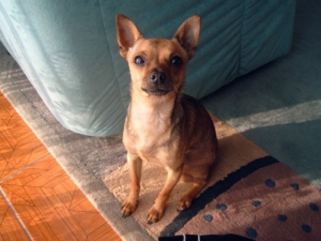 Toy Terrier sucht nette Huendin - Rassehunde Terrier - Laatzen