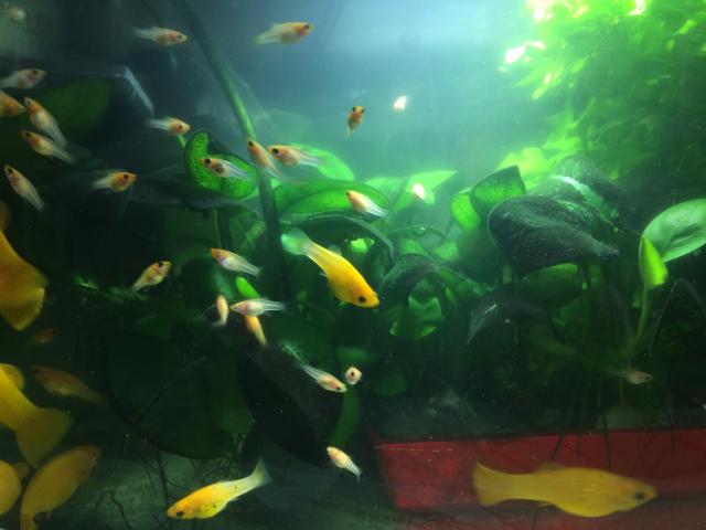 Goldmollies 1-2cm abzugeben , Gera - Fische - Gera Lusan