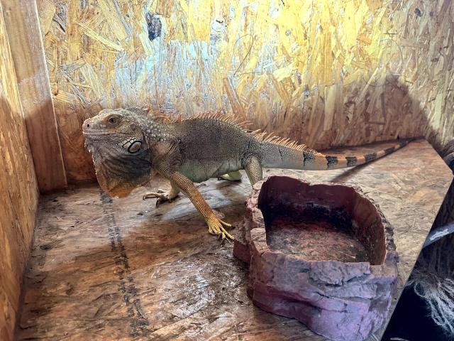 Grüne Leguane - Reptilien - Emskirchen