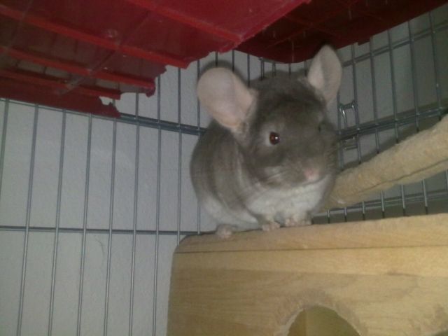 Chinchilla-Böckchen - Nagetiere Allgemein - Oberhausen