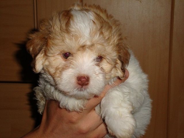 Havaneserwelpen m. Papieren - Hunde - Fredersdorf b. Berlin