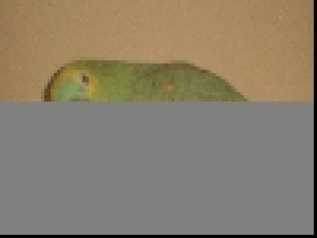 Blaustirnamazone - Voegel - tabarz