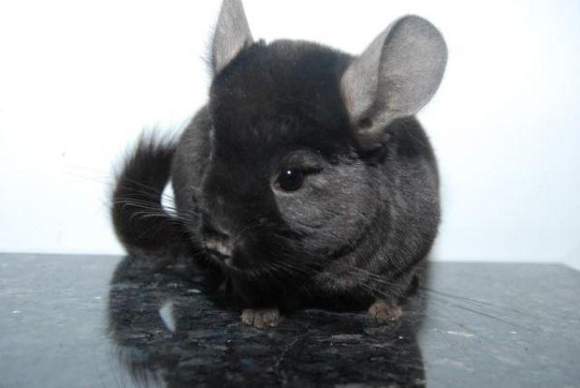 2 Chinchilla Mädchen dt. Nachzucht - Sonst Nagetiere - Schwabach
