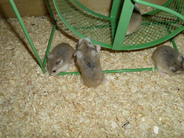 Laufrad für Hamster, 17 cm, Hamsterrad - Hamster - Moringen