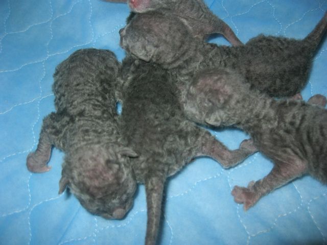 SELTEN Exclusive, reinrassige Cornish Rex Babys Kitten - BLAU BLUE - Katzen - Frankfurt am Main