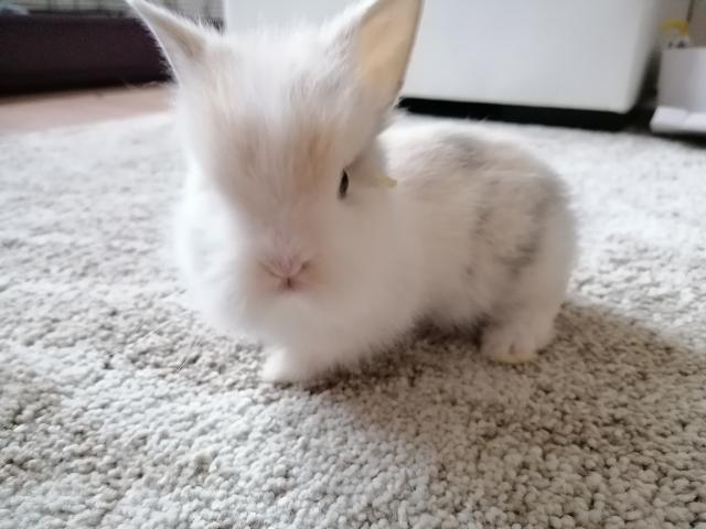 Löwenköpfchen  - Hasen Kaninchen - Reichenbach