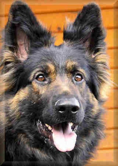 Altdeutsche Schäferhunde-Welpen-keine Zwingeraufzucht - Hunde - Lippetal-Lippborg-Nähe Möhnesee