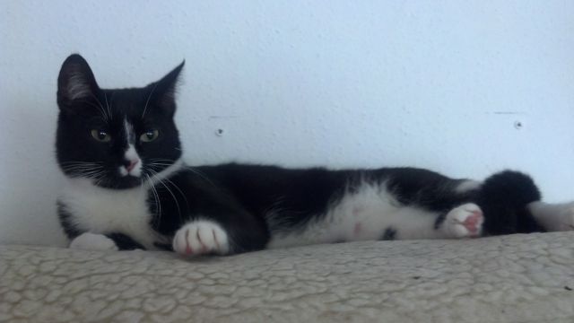 Total verschmuste Katze abzugeben. - Haustiere - gelsenkirchen