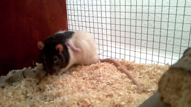 1 Männliche Ratte sucht dringend neues Zuhause - Ratten - Weddel/Braunschweig