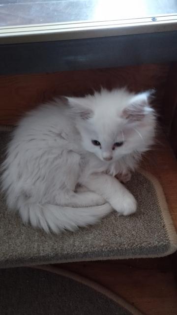 Maine coon kitten  - Katzen - Friedrichsthal