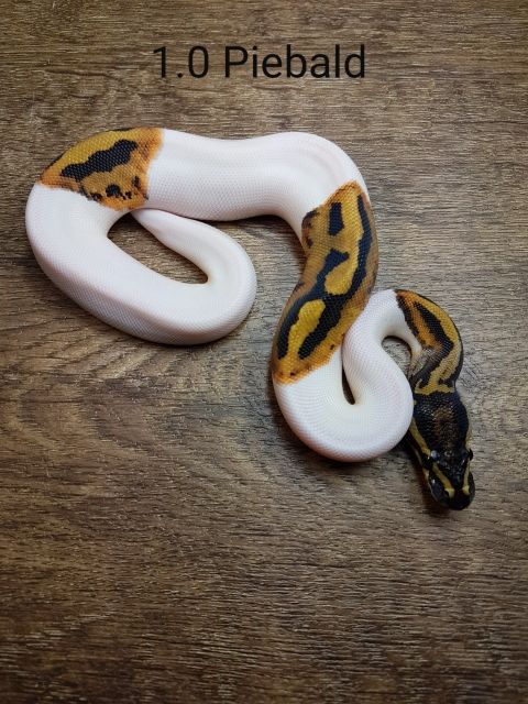 Königspythons  python regius  - Reptilien - Berg