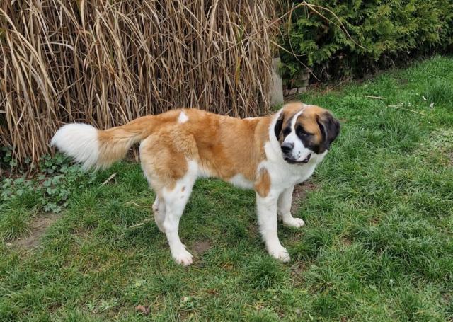 Shahina sucht hundeerfahrene Menschen - Hunde - Reinstorf