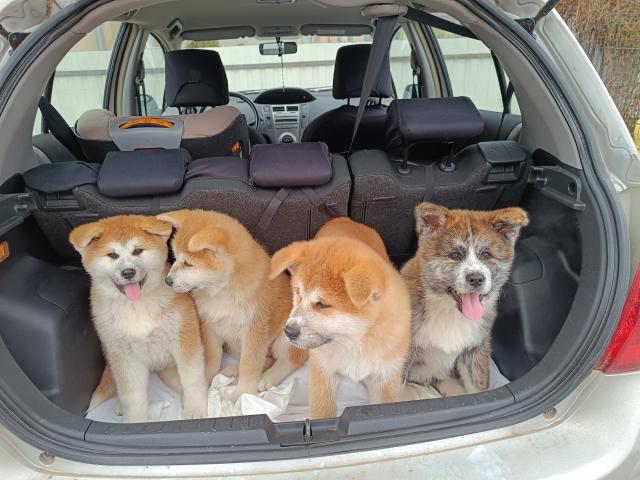 Japanische Akita Inu Welpen  - Haustiere - Debrecen
