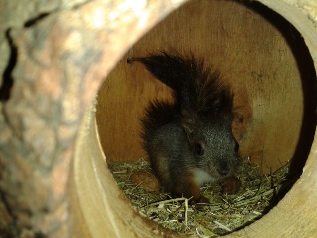 Sibirische Eichhörnchen - Sonst Nagetiere - Ahlsdorf