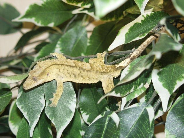 Diverse Kronengeckos abzugeben  - Reptilien - Obertshausen