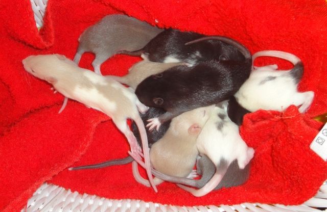 2 Rattenmädls und 2 Rattenbuben  Babies  suchen liebevolles zu Hause - Ratten - Wien