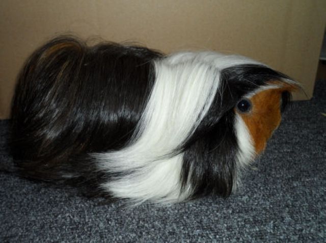 Meerschweinchen Mädel - Meerschweinchen - Nürnberg