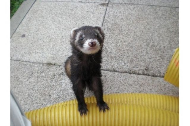 4 Frettchen suchen neuen Wirkungskreis - Frettchen - Arnstadt