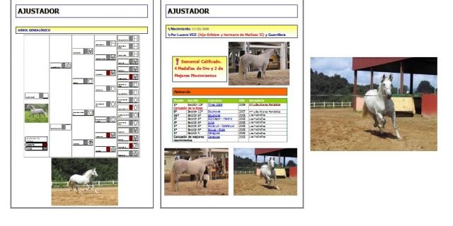 Exelenter gekörter PRE Deckhenst zu verkaufen Spanien - Pferde - Pravia