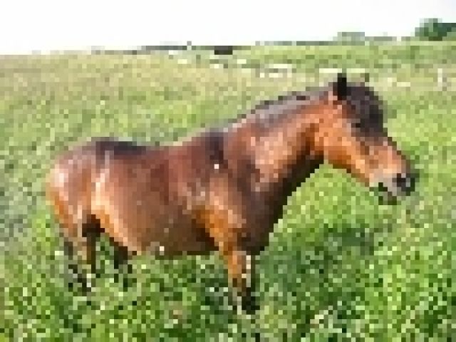 Reitbeteiligung an Pony-Wallach zu vergeben! - Reitbeteiligung - Oberhaching