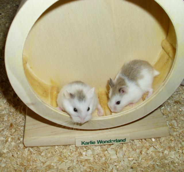 Hamsterrad Mit Ständer 12,5cm - Leises Laufrad Für Zwerghamster Gelb